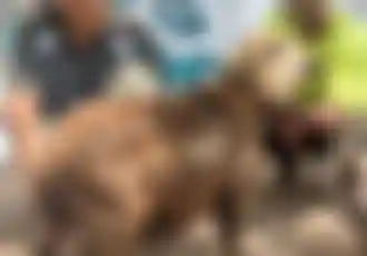 Preuve vidéo du Kurbani