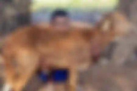 Preuve vidéo du Kurbani